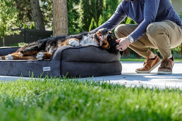 Pet Gear Lifestyle Pet Cot: The Comfortable and Stylish Pet Rest